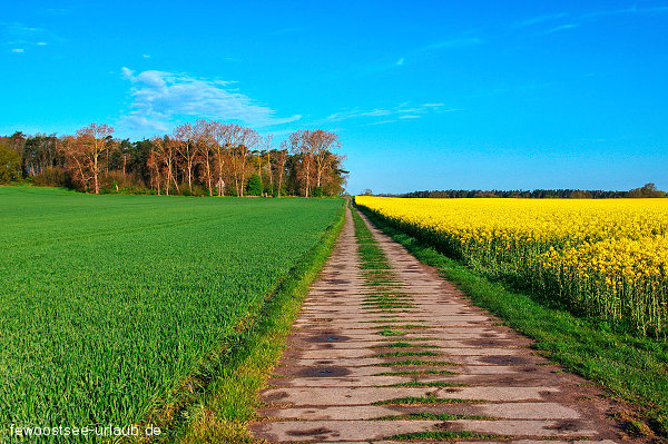 gnitz-1-usedom