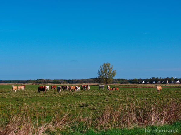 trassenheide-weiden-kuehe